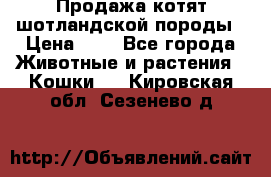 Продажа котят шотландской породы › Цена ­ - - Все города Животные и растения » Кошки   . Кировская обл.,Сезенево д.